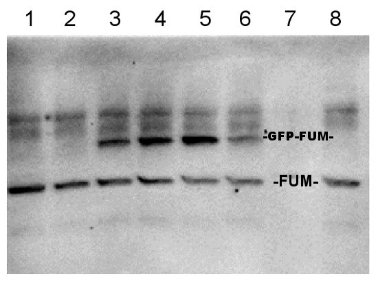 Western blot using anti-FUM antibodies